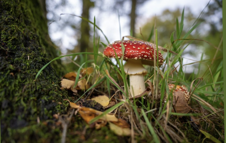 Naturfoto Fliegenpilz in Schleswig-Holstein